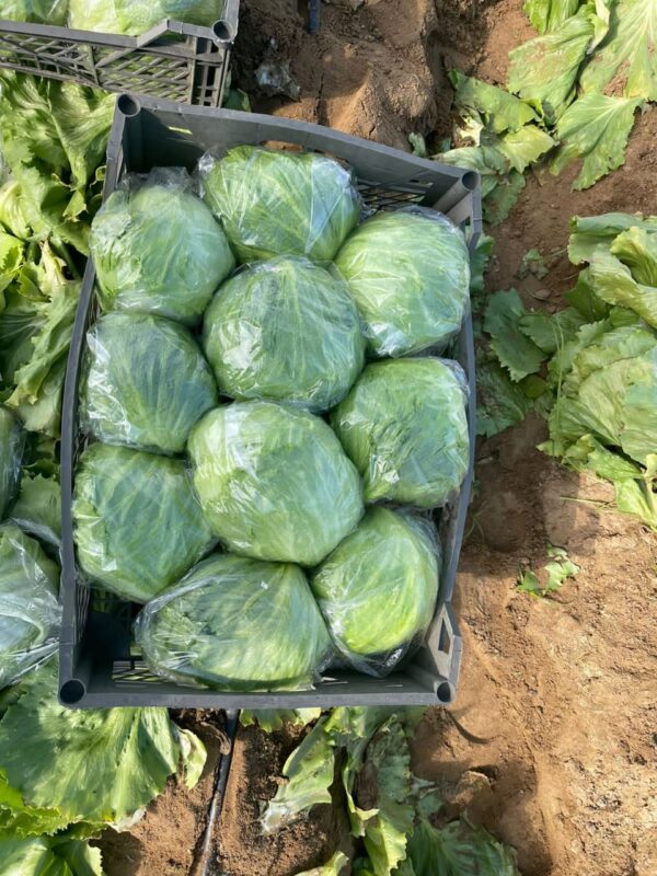 Lettuce from Egypt